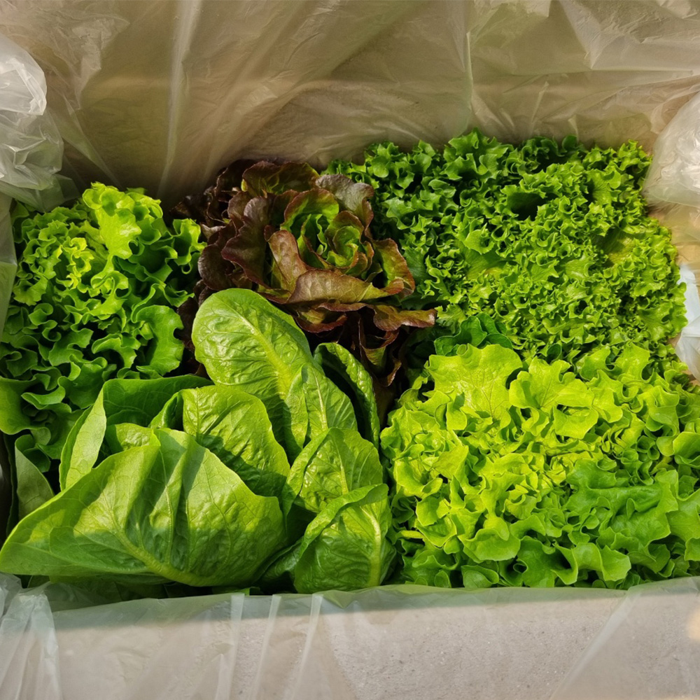 GAP인증 무농약 유러피안 샐러드 1kg